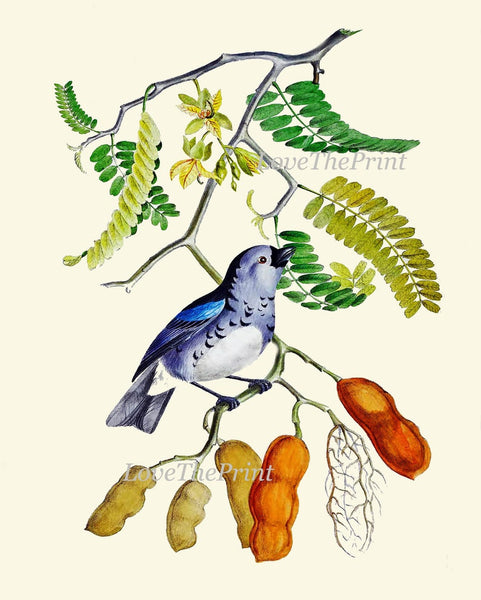 Blue Bird Butterfly Wall Art Print Set of 4 Beautiful Vintage Antique Birds Illustration Watercolor Botanical Fruit Trees Decor to Frame OBB