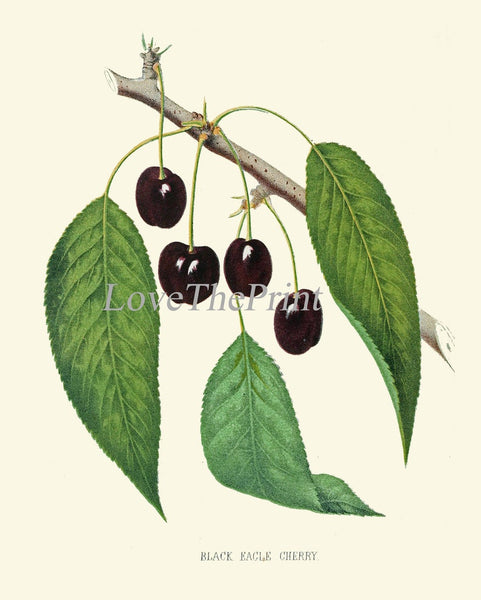 Cherry Cherries Botanical Wall Decor Art Prints Set of 4 Beautiful Antique Vintage Red Black Cherry Tree Kitchen Dining Decor to Frame HOVE