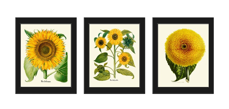 Sunflower Botanical Prints Wall Art Set of 3 Beautiful Large Flowers Yellow Colorful Floral Decor Decoration Home Room Decor to Frame SUN