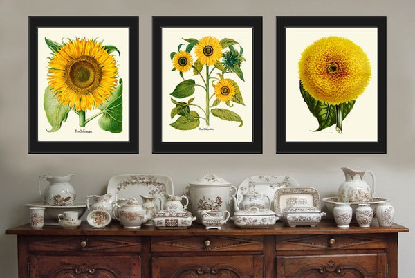 Sunflower Botanical Prints Wall Art Set of 3 Beautiful Large Flowers Yellow Colorful Floral Decor Decoration Home Room Decor to Frame SUN