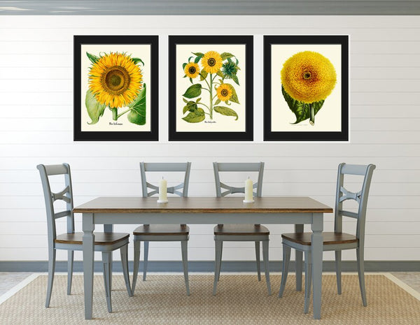 Sunflower Botanical Prints Wall Art Set of 3 Beautiful Large Flowers Yellow Colorful Floral Decor Decoration Home Room Decor to Frame SUN