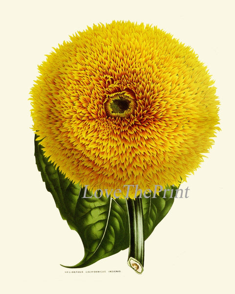 Sunflower Botanical Prints Wall Art Set of 3 Beautiful Large Flowers Yellow Colorful Floral Decor Decoration Home Room Decor to Frame SUN