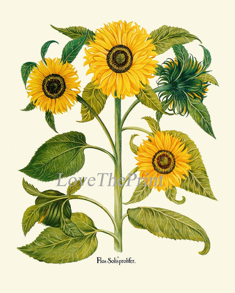 Sunflower Botanical Prints Wall Art Set of 3 Beautiful Large Flowers Yellow Colorful Floral Decor Decoration Home Room Decor to Frame SUN