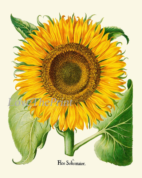 Sunflower Botanical Prints Wall Art Set of 3 Beautiful Large Flowers Yellow Colorful Floral Decor Decoration Home Room Decor to Frame SUN