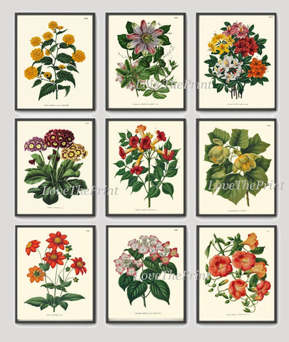 Botanical Wall Decor Art Set of 9 Prints Beautiful Vintage Antique Azalea Passion Fruit Trumpet Flower Illustration Pictures to Frame WITT