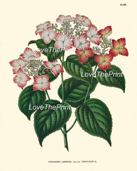 Botanical Wall Decor Art Set of 9 Prints Beautiful Vintage Antique Azalea Passion Fruit Trumpet Flower Illustration Pictures to Frame WITT