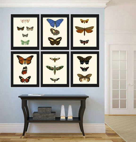 Vintage Butterflies Prints Wall Art Set of 6 Beautiful Antique Office Library Study Playroom Reading Dining Room Home Decor to Frame DORB