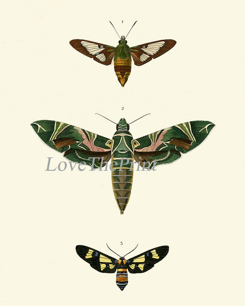 Vintage Butterflies Prints Wall Art Set of 6 Beautiful Antique Office Library Study Playroom Reading Dining Room Home Decor to Frame DORB