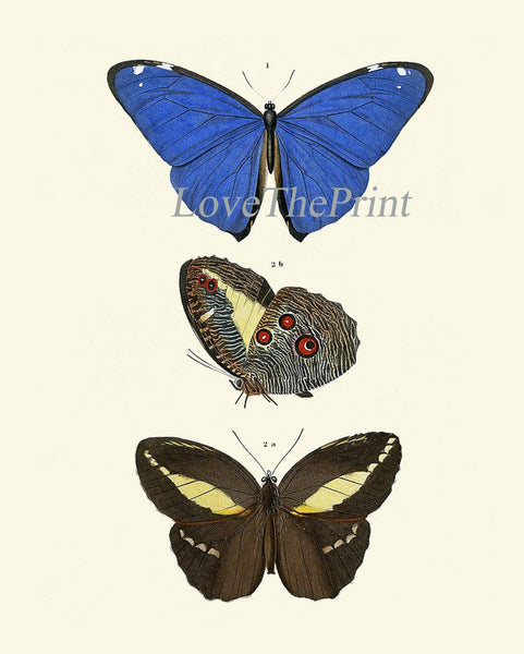 Vintage Butterflies Prints Wall Art Set of 6 Beautiful Antique Office Library Study Playroom Reading Dining Room Home Decor to Frame DORB