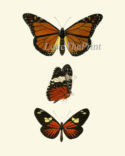 Vintage Butterflies Prints Wall Art Set of 6 Beautiful Antique Office Library Study Playroom Reading Dining Room Home Decor to Frame DORB