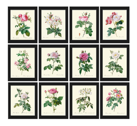 Pink White Roses Botanical Wall Art Set of 12 Prints Beautiful Antique Vintage Gallery French Country Garden Home Room Decor to Frame LRR