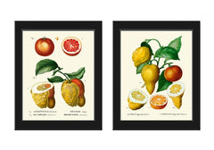 Citrus Grapefruit Lemon Print Botanical Wall Art Set of 2 Beautiful Vintage Antique Dining Room Kitchen Plants Chart Home Decor to Frame TDA