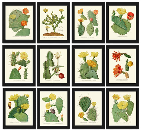 Cactus Botanical Wall Decor Art Set of 12 Prints Beautiful Antique Vintage Tropical Cactuses Plants Flowers Garden Home Decor to Frame ME