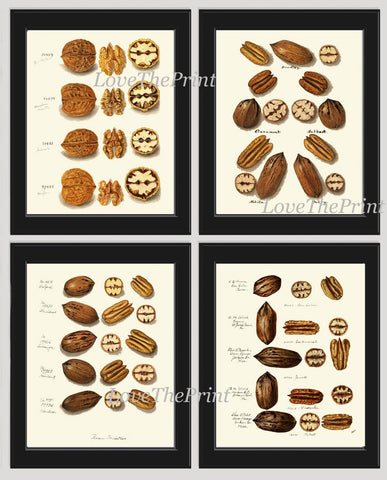 Pecan Walnut Nut Wall Decor Art Prints Set of 4 Beautiful Antique Vintage Chart Tree Fruit Kitchen Dining Room Home Decor to Frame NUTS