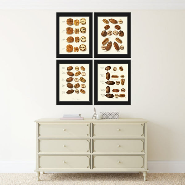 Pecan Walnut Nut Wall Decor Art Prints Set of 4 Beautiful Antique Vintage Chart Tree Fruit Kitchen Dining Room Home Decor to Frame NUTS