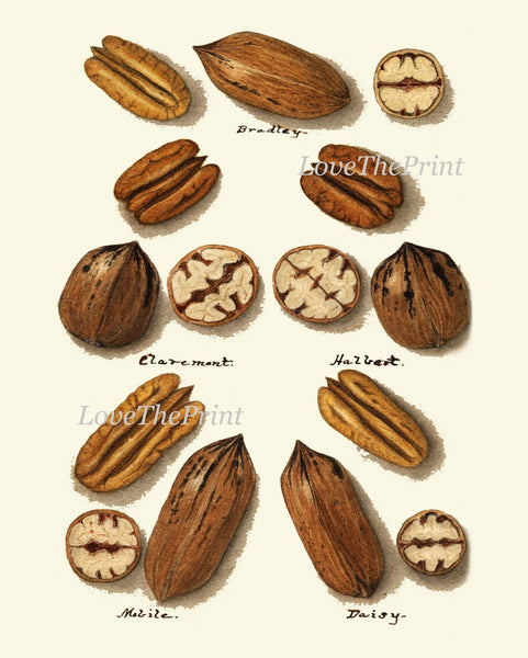 Pecan Walnut Nut Wall Decor Art Prints Set of 4 Beautiful Antique Vintage Chart Tree Fruit Kitchen Dining Room Home Decor to Frame NUTS