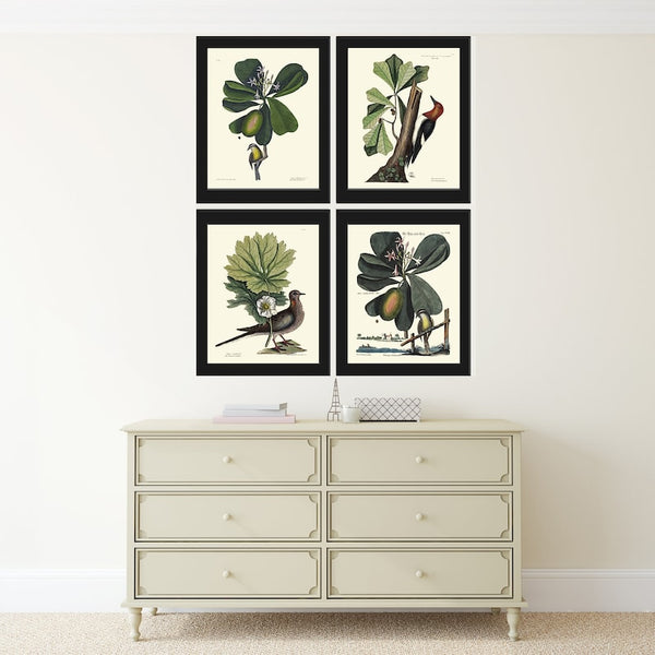 Vintage Bird Wall Art Print Set of 4 Beautiful Antique Green Trees Nature Woodpecker Bedroom Cabin Farmhouse Home Decor Poster to Frame CTB