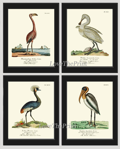 Flamingo Swan Crane Pelican Vintage Antique Bird Home Wall Art Print Set of 4 Lake River Sea Ocean Bathroom Bedroom Home Decor to Frame HJF
