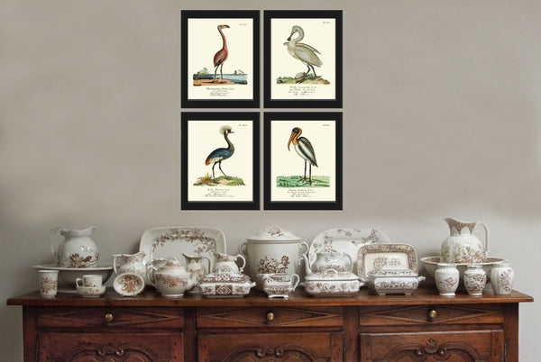 Flamingo Swan Crane Pelican Vintage Antique Bird Home Wall Art Print Set of 4 Lake River Sea Ocean Bathroom Bedroom Home Decor to Frame HJF