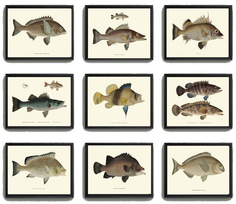 Fish Prints Wall Decor Art Set of 9 Beautiful Antique Vintage Lake House Cabin Fishing Fisherman Bathroom Office Home Room Decor to Frame FJ