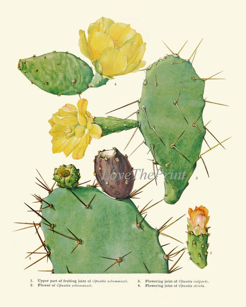 Cactus Botanical Prints Wall Art Set of 9 Beautiful Vintage Antique Cactuses Plants Colorful Blooming Flowers Prickly Pear Fruit to Frame ME