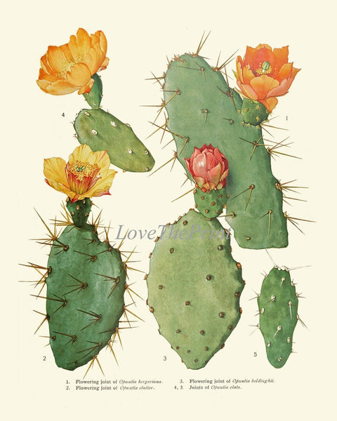 Cactus Botanical Prints Wall Art Set of 9 Beautiful Vintage Antique Cactuses Plants Colorful Blooming Flowers Prickly Pear Fruit to Frame ME