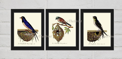 Bird Nest Wall Art Prints Set of 3 Beautiful Vintage Antique Swallow Illustration Picture Rustic Cabin Farmhouse Home Room Decor to Frame GA