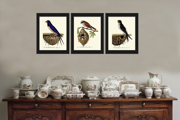 Bird Nest Wall Art Prints Set of 3 Beautiful Vintage Antique Swallow Illustration Picture Rustic Cabin Farmhouse Home Room Decor to Frame GA