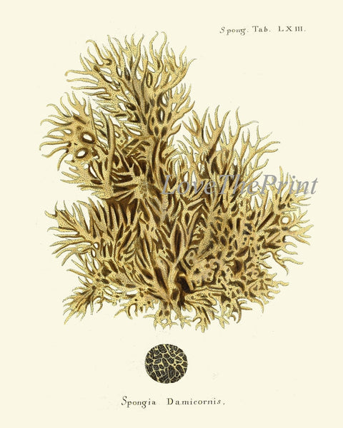 Vintage Corals Coral Prints Wall Decor Art Set of 9 Beautiful Antique Sea Ocean Marine Nature Science Nautical Home Room Decor to Frame ESPE