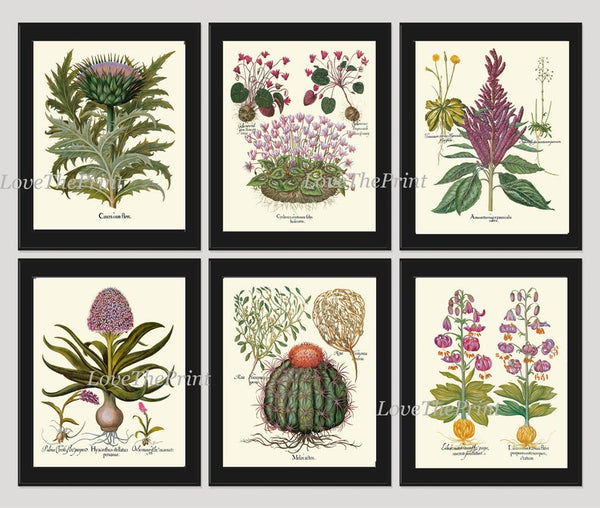 Botanical Wall Home Decor Art Set of 6 Prints Beautiful Antique Vintage Violet Purple Flowers Wildflowers Thistle Cactus Lily to Frame BESL