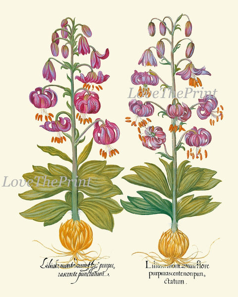 Botanical Wall Home Decor Art Set of 6 Prints Beautiful Antique Vintage Violet Purple Flowers Wildflowers Thistle Cactus Lily to Frame BESL