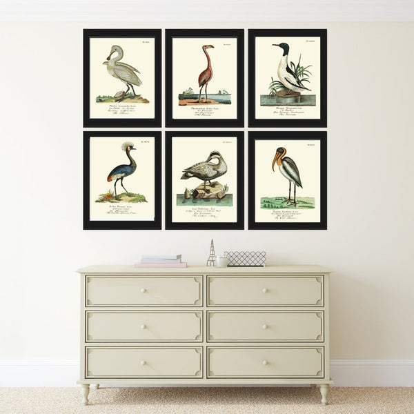 Vintage Birds Prints Wall Art Set of 6 Prints Antique Flamingo Swan Duck Lake House Dining Room Bedroom Staircase Home Decor to Frame HUF