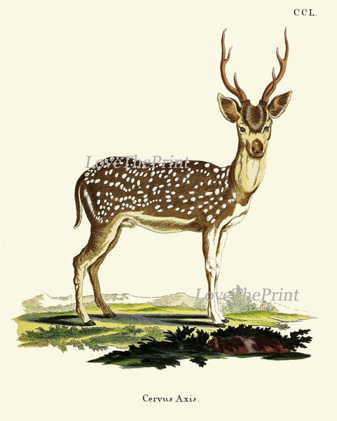 Vintage Deer Wall Art Set of 4 Prints Beautiful Antique Elk Moose Deer Rustic Cabin Decoration Forest Animals Home Room Decor to Frame DEER