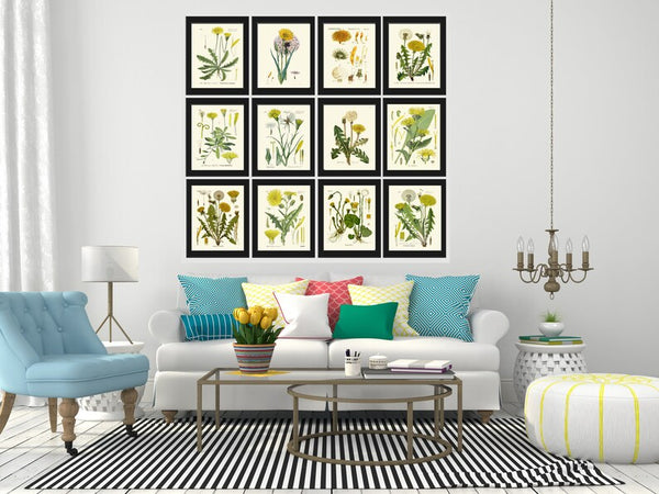 Dandelion Botanical Wall Decor Art Set of 12 Prints Beautiful Antique Vintage Wildflowers Flowers Country Nature Home Decor to Frame DAND