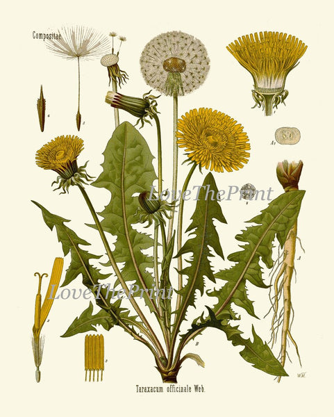 Dandelion Botanical Wall Decor Art Set of 12 Prints Beautiful Antique Vintage Wildflowers Flowers Country Nature Home Decor to Frame DAND