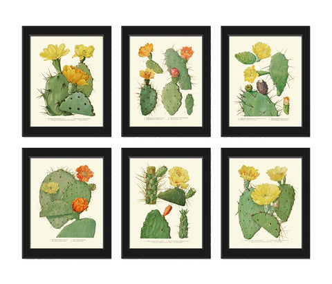 Cactus Botanical Wall Decor Art Set of 6 Prints Beautiful Antique Vintage Colorful Blooming Tropical Garden Flowers Succulents to Frame ME