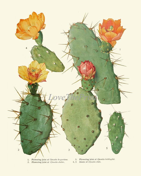 Cactus Botanical Wall Decor Art Set of 6 Prints Beautiful Antique Vintage Colorful Blooming Tropical Garden Flowers Succulents to Frame ME