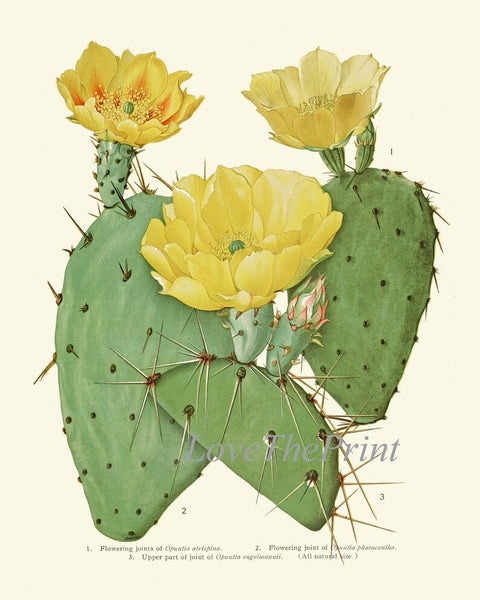 Cactus Botanical Wall Decor Art Set of 6 Prints Beautiful Antique Vintage Colorful Blooming Tropical Garden Flowers Succulents to Frame ME