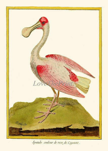 Bird Wall Art Print Set of 2 Prints Beautiful Antique Gray Crowned Crane Roseate Spoonbill Blue Pink Birds Lake River Nature Home Decor MF