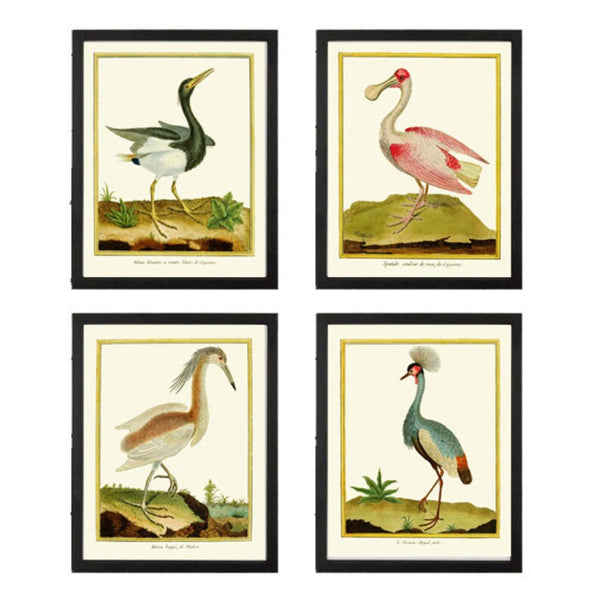 Bird Wall Art Print Set of 4 Prints Beautiful Antique Great Blue Heron Pink Roseate Spoonbill Crowned Crane Lake River Decor to Frame MF