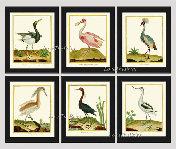 Bird Wall Art Print Set of 6 Prints Beautiful Vintage Great Blue Heron Pink Roseate Spoonbill Gray Crowned Crane Lake River Nature Decor MF