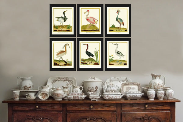 Bird Wall Art Print Set of 6 Prints Beautiful Vintage Great Blue Heron Pink Roseate Spoonbill Gray Crowned Crane Lake River Nature Decor MF