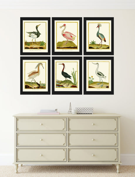 Bird Wall Art Print Set of 6 Prints Beautiful Vintage Great Blue Heron Pink Roseate Spoonbill Gray Crowned Crane Lake River Nature Decor MF