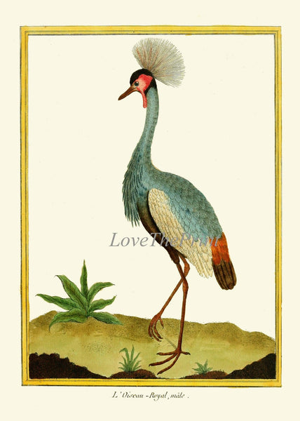 Bird Wall Art Print Set of 6 Prints Beautiful Vintage Great Blue Heron Pink Roseate Spoonbill Gray Crowned Crane Lake River Nature Decor MF