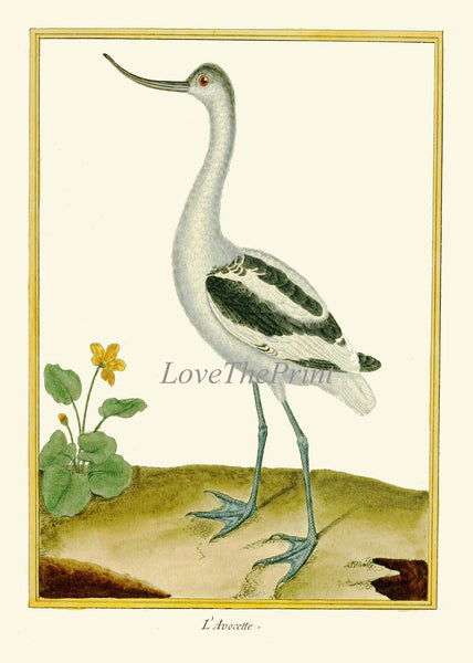 Bird Wall Art Print Set of 6 Prints Beautiful Vintage Great Blue Heron Pink Roseate Spoonbill Gray Crowned Crane Lake River Nature Decor MF