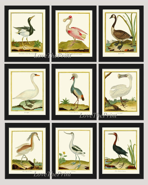 Bird Wall Art Print Set of 9 Prints Beautiful Antique Great Blue Heron Pink Roseate Spoonbill Gray Blue Crane White Goose Decor to Frame MF