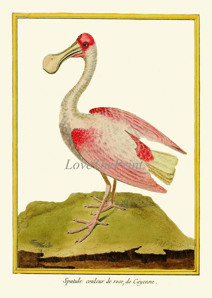 Bird Wall Art Print Set of 12 Prints Beautiful Antique Gray Crowned Crane Roseate Spoonbill Blue Pink Birds Bedroom Living Dining Room MF