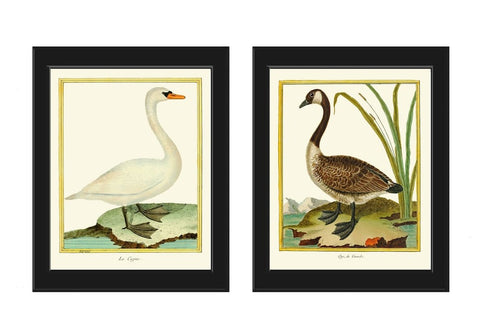 Bird Wall Art Print Set of 2 Prints Beautiful Antique Vintage Goose Geese Lake River Nature Home Bedroom Living Room Decor to Frame MF