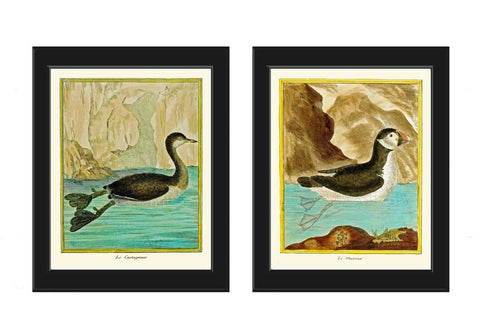 Bird Wall Art Print Set of 2 Prints Beautiful Antique Puffin Little Grebe Aqua Turquoise Birds Lake River Outdoor Nature Decor to Frame MF