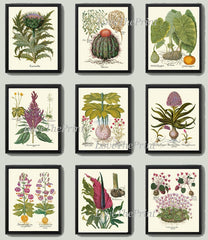 Purple Violet Botanical Prints Wall Art Home Decor Set of 4 Beautiful Antique Vintage Thistle Lily Cactus Elephant Ear Plants to Frame BESL